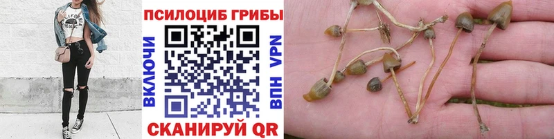 Галлюциногенные грибы Psilocybe  Купить закладки  Ялуторовск